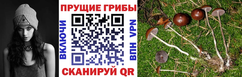 купить цена Кодинск Псилоцибиновые грибы прущие грибы